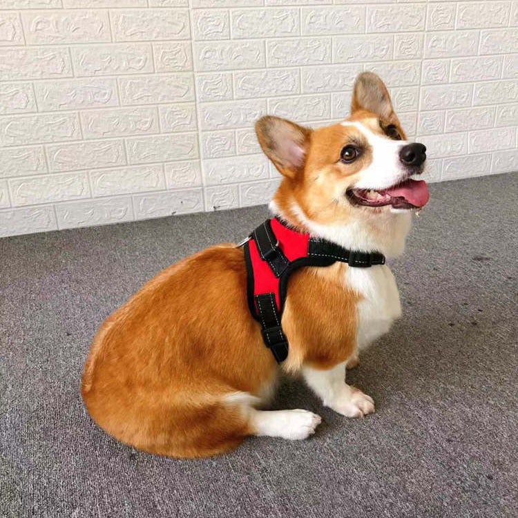Small Dog Vest with Rope Chest and Back Design
