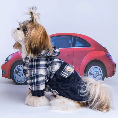 Pomeranian liten hund kashmirkappa