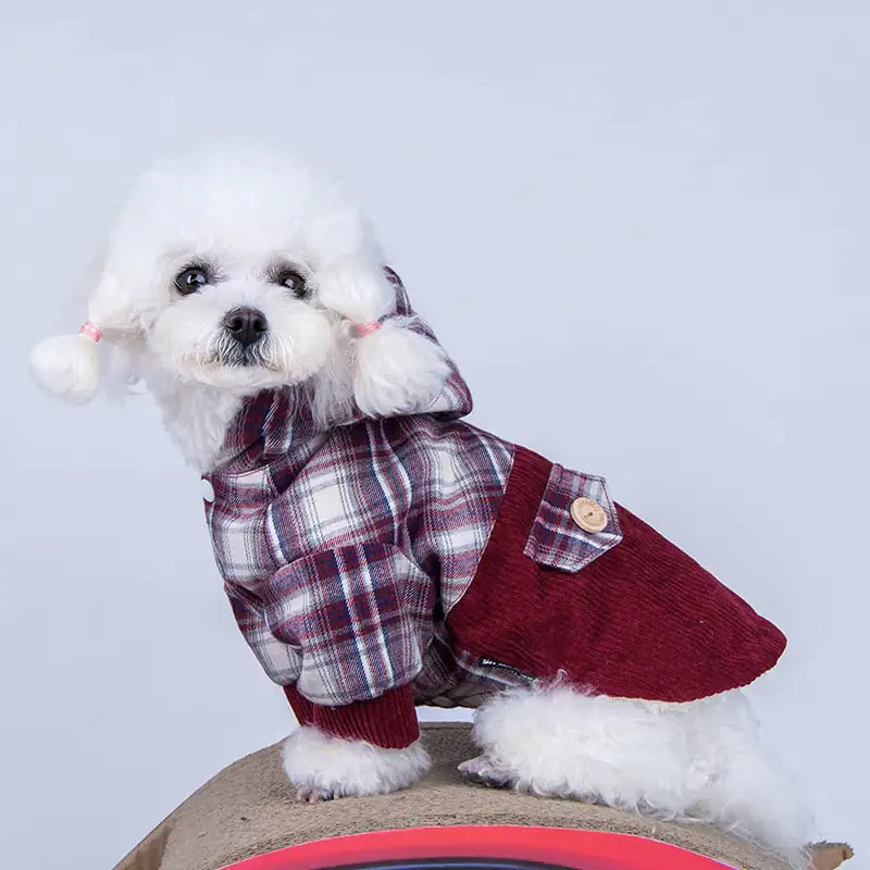 Pomeranian liten hund kashmirkappa