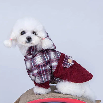 Pomeranian liten hund kashmirkappa